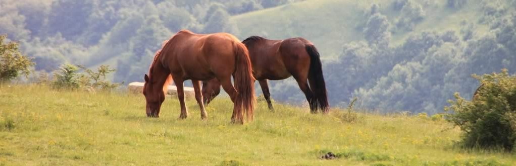 Horse feed and supplements